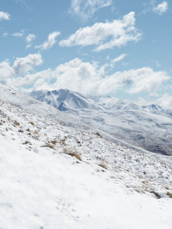 Blue Bird, Aotearoa / New Zealand