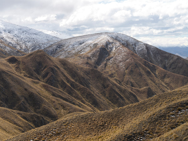 Crown Dusting II, Aotearoa / New Zealand